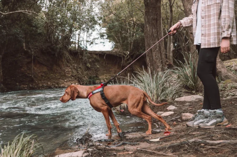 Master Your Walks with a No Pull Dog Leash No Pull Dog Leash