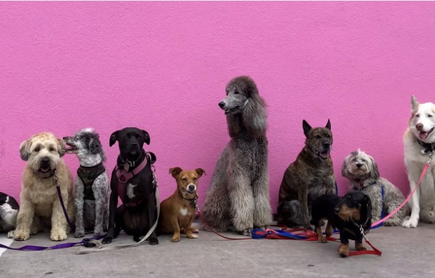 Create Professional Pet Brand Commercials with AI