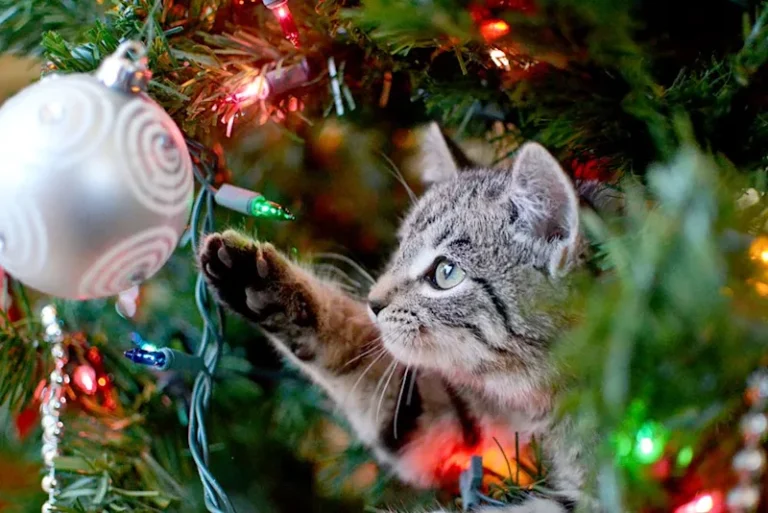 Why cats go for the Christmas tree, and what actually stops them