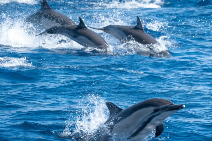 What Lives Off the Coast to San Diego?