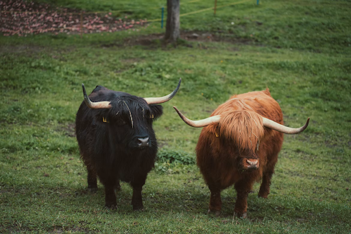 Highland Titles Review: Souvenir Scottish Land Gifts for 2027